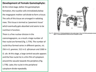 Development of Female Gametophyte:
At the initial stage, before the gametophyte
formation, the nucellar cells immediately below
the megaspore mother cell divide to form a tissue.
The cells of this tissue are arranged in radiating
rows. This tissue is termed as ‘pavement tissue’
which eventually gets absorbed and seems to be
nutritive in function.
There is a free nuclear division in the
coenomegaspore, as a result a large number of
free nuclei are formed (Fig. 1.77A). The number of
nuclei thus formed varies in different species, viz.
256 in G. gnemon, 512 in G. africanum and 1500 in
G. ula. At this stage, a large central vacuole appears
and the free nuclei lie in a thin film of cytoplasm
around the vacuole towards the periphery (Fig.
1.77B). Later, the nuclei in the peripheral
cytoplasm divide repeatedly.
 