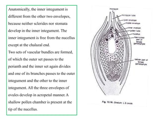 Anatomically, the inner integument is
different from the other two envelopes,
because neither sclerides nor stomata
develop in the inner integument. The
inner integument is free from the nucellus
except at the chalazal end.
Two sets of vascular bundles are formed,
of which the outer set passes to the
perianth and the inner set again divides
and one of its branches passes to the outer
integument and the other to the inner
integument. All the three envelopes of
ovules develop in acropetal manner.A
shallow pollen chamber is present at the
tip of the nucellus.
 