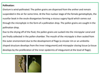 Pollination:
Gnetum is wind-pollinated. The pollen grains are dispersed from the anther and remain
suspended in the air for some time. At the free nuclear stage of the female gametophyte, the
nucellar beak in the ovule disorganises forming a viscous sugary liquid which comes out
through the microphyle in the form of a pollination drop. The pollen grains are caught in the
pollination drop.
Due to the drying off of the fluid, the pollen grains are sucked into the micropylar canal and
are finally collected in the pollen chamber. The mouth of the micropyle is then sealed from
the outer environment due to the development of flage (a circular rim or an umbrella-
shaped structure develops from the inner integument) and micropylar closing tissue (a tissue
develops by the proliferation of the inner epidermis of integument at the level of flage).
 