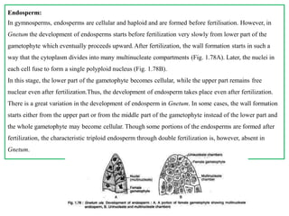 Endosperm:
In gymnosperms, endosperms are cellular and haploid and are formed before fertilisation. However, in
Gnetum the development of endosperms starts before fertilization very slowly from lower part of the
gametophyte which eventually proceeds upward.After fertilization, the wall formation starts in such a
way that the cytoplasm divides into many multinucleate compartments (Fig. 1.78A). Later, the nuclei in
each cell fuse to form a single polyploid nucleus (Fig. 1.78B).
In this stage, the lower part of the gametophyte becomes cellular, while the upper part remains free
nuclear even after fertilization.Thus, the development of endosperm takes place even after fertilization.
There is a great variation in the development of endosperm in Gnetum. In some cases, the wall formation
starts either from the upper part or from the middle part of the gametophyte instead of the lower part and
the whole gametophyte may become cellular. Though some portions of the endosperms are formed after
fertilization, the characteristic triploid endosperm through double fertilization is, however, absent in
Gnetum.
 