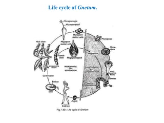 Life cycle of Gnetum.
 