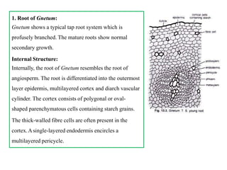 1. Root of Gnetum:
Gnetum shows a typical tap root system which is
profusely branched. The mature roots show normal
secondary growth.
Internal Structure:
Internally, the root of Gnetum resembles the root of
angiosperm. The root is differentiated into the outermost
layer epidermis, multilayered cortex and diarch vascular
cylinder. The cortex consists of polygonal or oval-
shaped parenchymatous cells containing starch grains.
The thick-walled fibre cells are often present in the
cortex.Asingle-layered endodermis encircles a
multilayered pericycle.
 