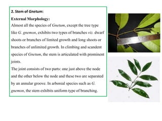 2. Stem of Gnetum:
External Morphology:
Almost all the species of Gnetum, except the tree type
like G. gnemon, exhibits two types of branches viz. dwarf
shoots or branches of limited growth and long shoots or
branches of unlimited growth. In climbing and scandent
species of Gnetum, the stem is articulated with prominent
joints.
The joint consists of two parts: one just above the node
and the other below the node and these two are separated
by an annular groove. In arboreal species such as G.
gnemon, the stem exhibits uniform type of branching.
 