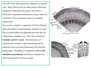The cells of the inner regions are referred to as spicular
cells . Many fibrous cells are often present which have
branched or unbranched pit canals. The cortex is
followed by endodermis and pericycle layers which are
not distinct. Next to pericycle, there is an endarch
siphonostele.
The vascular cylinder is comprised of 20-24 collateral,
open and endarch vascular bundles, arranged in a ring.
The vascular bundles are separated from one other by
wide primary medullary rays. The xylem consists of
tracheids and few vessels . The protoxylem of
tracheids have annular or spiral thickening and the
metaxylem have reticulate thickening with uniseriate
bordered pits. The phloem is composed of sieve cells
and phloem parechyma. Laticiferous elements are
often found in pith as well as in cortex.
 