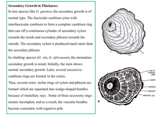 Secondary Growth in Thickness:
In tree species like G. gnemon, the secondary growth is of
normal type. The fascicular cambium joins with
interfascicular cambium to form a complete cambium ring
that cuts off a continuous cylinder of secondary xylem
towards the inside and secondary phloem towards the
outside. The secondary xylem is produced much more than
the secondary phloem.
In climbing species (G. ula, G. africanum), the anomalous
secondary growth is noted. Initially, the stem shows
normal secondary growth. Later, several successive
cambium rings are formed in the cortex.
Thus, several extra- stellar rings of xylem and phloem are
formed which are separated into wedge-shaped bundles
because of medullary rays . Some of these accessory rings
remain incomplete and as a result, the vascular bundles
become concentric with regard to pith.
 