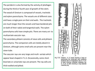 The periderm is also formed by the activity of phellogen
during the third or fourth year of growth of the stem.
The wood of Gnetum is composed of vessels, tracheids
and xylem parenchyma. The vessels are of different sizes
and have a single pore on their end walls . The tracheids
are much longer than the vessels and have bordered pits
on both of their radial and tangential walls. The xylem
parenchyma cells have simple pits. There are many uni- to
multiseriate vascular rays.
The secondary phloem consists of sieve cells and phloem
parenchyma. The companion cells are totally absent in
Gnetum, although some small cells are present near the
sieve tube.
The vascular rays are very large and multi- seriate which
appear boat-shaped in T.L.S. Occasionally, some short
biseriate or uniseriate rays are present. The ray cells are
thick-walled and pitted.
 