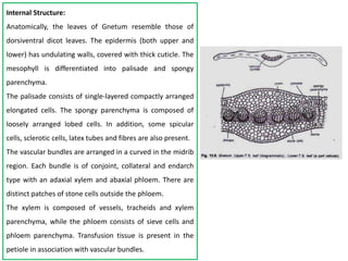 Internal Structure:
Anatomically, the leaves of Gnetum resemble those of
dorsiventral dicot leaves. The epidermis (both upper and
lower) has undulating walls, covered with thick cuticle. The
mesophyll is differentiated into palisade and spongy
parenchyma.
The palisade consists of single-layered compactly arranged
elongated cells. The spongy parenchyma is composed of
loosely arranged lobed cells. In addition, some spicular
cells, sclerotic cells, latex tubes and fibres are also present.
The vascular bundles are arranged in a curved in the midrib
region. Each bundle is of conjoint, collateral and endarch
type with an adaxial xylem and abaxial phloem. There are
distinct patches of stone cells outside the phloem.
The xylem is composed of vessels, tracheids and xylem
parenchyma, while the phloem consists of sieve cells and
phloem parenchyma. Transfusion tissue is present in the
petiole in association with vascular bundles.
 