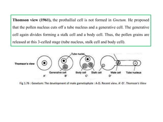 Thomson view (1961), the prothallial cell is not formed in Gnetum. He proposed
that the pollen nucleus cuts off a tube nucleus and a generative cell. The generative
cell again divides forming a stalk cell and a body cell. Thus, the pollen grains are
released at this 3-celled stage (tube nucleus, stalk cell and body cell).
 