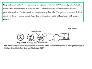 Negi and madhulata View: According to Negi and Madhulata (1957) a small prothallial cell is
formed. But it never enters in to pollen tube. The other nucleus to form tube nucleus and
generative nucleus. The tube nucleus enters into the pollen tube. The generative nucleus divides
directly to form two male nuclei. According to this authors stalk cell and body cells are not
formed.
Tube nucleus
 