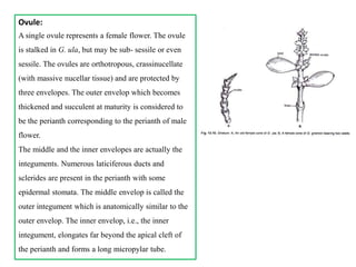 Ovule:
A single ovule represents a female flower. The ovule
is stalked in G. ula, but may be sub- sessile or even
sessile. The ovules are orthotropous, crassinucellate
(with massive nucellar tissue) and are protected by
three envelopes. The outer envelop which becomes
thickened and succulent at maturity is considered to
be the perianth corresponding to the perianth of male
flower.
The middle and the inner envelopes are actually the
integuments. Numerous laticiferous ducts and
sclerides are present in the perianth with some
epidermal stomata. The middle envelop is called the
outer integument which is anatomically similar to the
outer envelop. The inner envelop, i.e., the inner
integument, elongates far beyond the apical cleft of
the perianth and forms a long micropylar tube.
 
