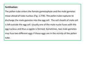 Fertilisation:
The pollen tube enters the female gametophyte and the male gametes
move ahead of tube nucleus (Fig. 1.77B). The pollen tube ruptures to
discharge the male gametes into the egg cell. The cell sheath of male cell
is left outside the egg cell. Usually one of the male nuclei fuses with the
egg nucleus and thus a zygote is formed. Sometimes, two male gametes
may fuse two different eggs if those eggs are in the vicinity of the pollen
tube.
 