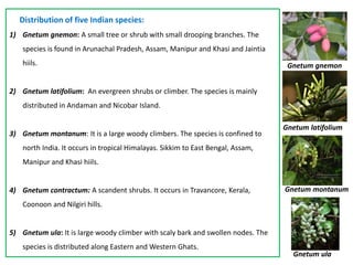 Distribution of five Indian species:
1) Gnetum gnemon: A small tree or shrub with small drooping branches. The
species is found in Arunachal Pradesh, Assam, Manipur and Khasi and Jaintia
hiils.
2) Gnetum latifolium: An evergreen shrubs or climber. The species is mainly
distributed in Andaman and Nicobar Island.
3) Gnetum montanum: It is a large woody climbers. The species is confined to
north India. It occurs in tropical Himalayas. Sikkim to East Bengal, Assam,
Manipur and Khasi hiils.
4) Gnetum contractum: A scandent shrubs. It occurs in Travancore, Kerala,
Coonoon and Nilgiri hills.
5) Gnetum ula: It is large woody climber with scaly bark and swollen nodes. The
species is distributed along Eastern and Western Ghats.
Gnetum gnemon
Gnetum latifolium
Gnetum montanum
Gnetum ula
 