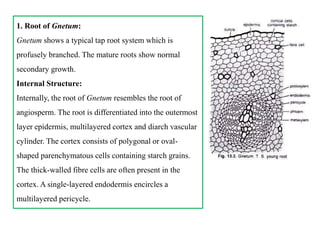 1. Root of Gnetum:
Gnetum shows a typical tap root system which is
profusely branched. The mature roots show normal
secondary growth.
Internal Structure:
Internally, the root of Gnetum resembles the root of
angiosperm. The root is differentiated into the outermost
layer epidermis, multilayered cortex and diarch vascular
cylinder. The cortex consists of polygonal or oval-
shaped parenchymatous cells containing starch grains.
The thick-walled fibre cells are often present in the
cortex. A single-layered endodermis encircles a
multilayered pericycle.
 