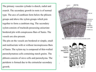 The primary vascular cylinder is diarch, radial and
exarch. The secondary growth in roots is of normal
type. The arcs of cambium form below the phloem
groups and above the xylem groups which join
together to form a cambium ring. The secondary
xylem consists of tracheids possessing uniseriate
bordered pits with conspicuous Bars of Sanio. The
vessels are also present.
The pits on the vessels are bordered or simple, small
and multiseriate with or without inconspicuous Bars
of Sanio. The xylem ray is composed of thin-walled
parenchymatous cells containing starch grains. The
phloem consists of sieve cells and parenchyma. The
periderm is formed due to the extrastelar secondary
growth.
 