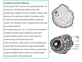 Life Cycle Of Gnetum