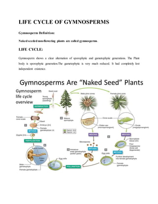 LIFE CYCLE OF GYMNOSPERMS
Gymnosperm Definition:
Naked seeded non-flowering plants are called gymnosperms.
LIFE CYCLE:
Gymnosperm shows a clear alternation of sporophytic and gametophytic generations. The Plant
body is sporophytic generation.The gametophytic is very much reduced. It had completely lost
independent existence.
 