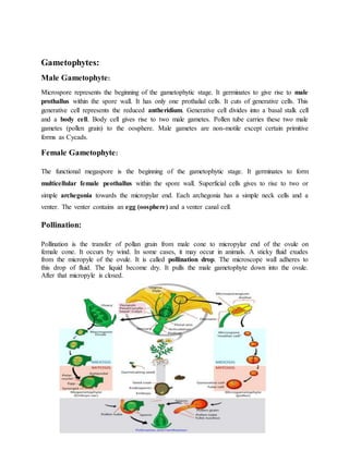 Gametophytes:
Male Gametophyte:
Microspore represents the beginning of the gametophytic stage. It germinates to give rise to male
prothallus within the spore wall. It has only one prothalial cells. It cuts of generative cells. This
generative cell represents the reduced antheridium. Generative cell divides into a basal stalk cell
and a body cell. Body cell gives rise to two male gametes. Pollen tube carries these two male
gametes (pollen grain) to the oosphere. Male gametes are non-motile except certain primitive
forms as Cycads.
Female Gametophyte:
The functional megaspore is the beginning of the gametophytic stage. It germinates to form
multicellular female peothallus within the spore wall. Superficial cells gives to rise to two or
simple archegonia towards the micropylar end. Each archegonia has a simple neck cells and a
venter. The venter contains an egg (oosphere) and a venter canal cell.
Pollination:
Pollination is the transfer of pollan grain from male cone to micropylar end of the ovule on
female cone. It occurs by wind. In some cases, it may occur in animals. A sticky fluid exudes
from the micropyle of the ovule. It is called pollination drop. The microscope wall adheres to
this drop of fluid. The liquid become dry. It pulls the male gametophyte down into the ovule.
After that micropyle is closed.
 