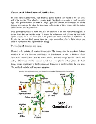 Formation of Pollen Tubes and Fertilization:
In some primitive gymnosperms, well developed pollen chambers are present at the fee apical
end of the nucellus. These chambers contains liquid. Flagellated sperms swim in it and reach the
egg. These pollen chambers are found in Ginkgo Cycas and Ephedra. Such chambers are absent
in other gymnosperms like pinus. In hese plants, pollen comes in direct contact with the surface
of the nucellar beak by pollination.
Male gametophyte produce a pollen tube. It is the extension of the inner wall (exine) of pollen. It
grows down into the nucellar tissue. It enters the archegonium and releases the non-motile
sperms directly into it. The basal end of the pollen tube bursts at the time of Fertilization. It
liberates the two flagellated sperms above the female gametophyte. One or both sperms may
enter an archegonium.Only sperm fertilize the egg.
Formation of Embryo and Seed:
Oospore is the beginning of gametophyte generation. The oospore gives rise to embryo. Embryo
formation is the most important characteristics of gymnosperms. It leads to formation of the
seed. Wall formation starts after the nuclear division. Then the embryo becomes cellular. The
embryo differentiates into the suspensor radical, hypocotyls, plumule, and cotyledons. Prothalial
tissues provide nourishment to developing embryo. Integument is transformed into the seed coat.
The unutilized prothalial cell becomes endosperm.
 
