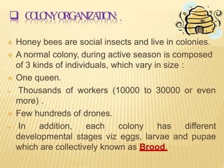 Queen Bee Development Chart Life cycle of honey bee | PPTX