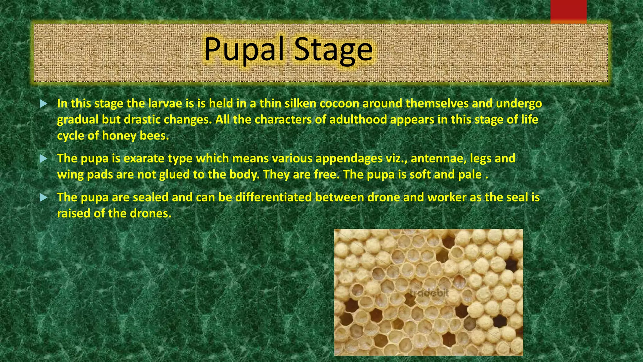 Pupal Stage
 In this stage the larvae is is held in a thin silken cocoon around themselves and undergo
gradual but drastic changes. All the characters of adulthood appears in this stage of life
cycle of honey bees.
 The pupa is exarate type which means various appendages viz., antennae, legs and
wing pads are not glued to the body. They are free. The pupa is soft and pale .
 The pupa are sealed and can be differentiated between drone and worker as the seal is
raised of the drones.
 