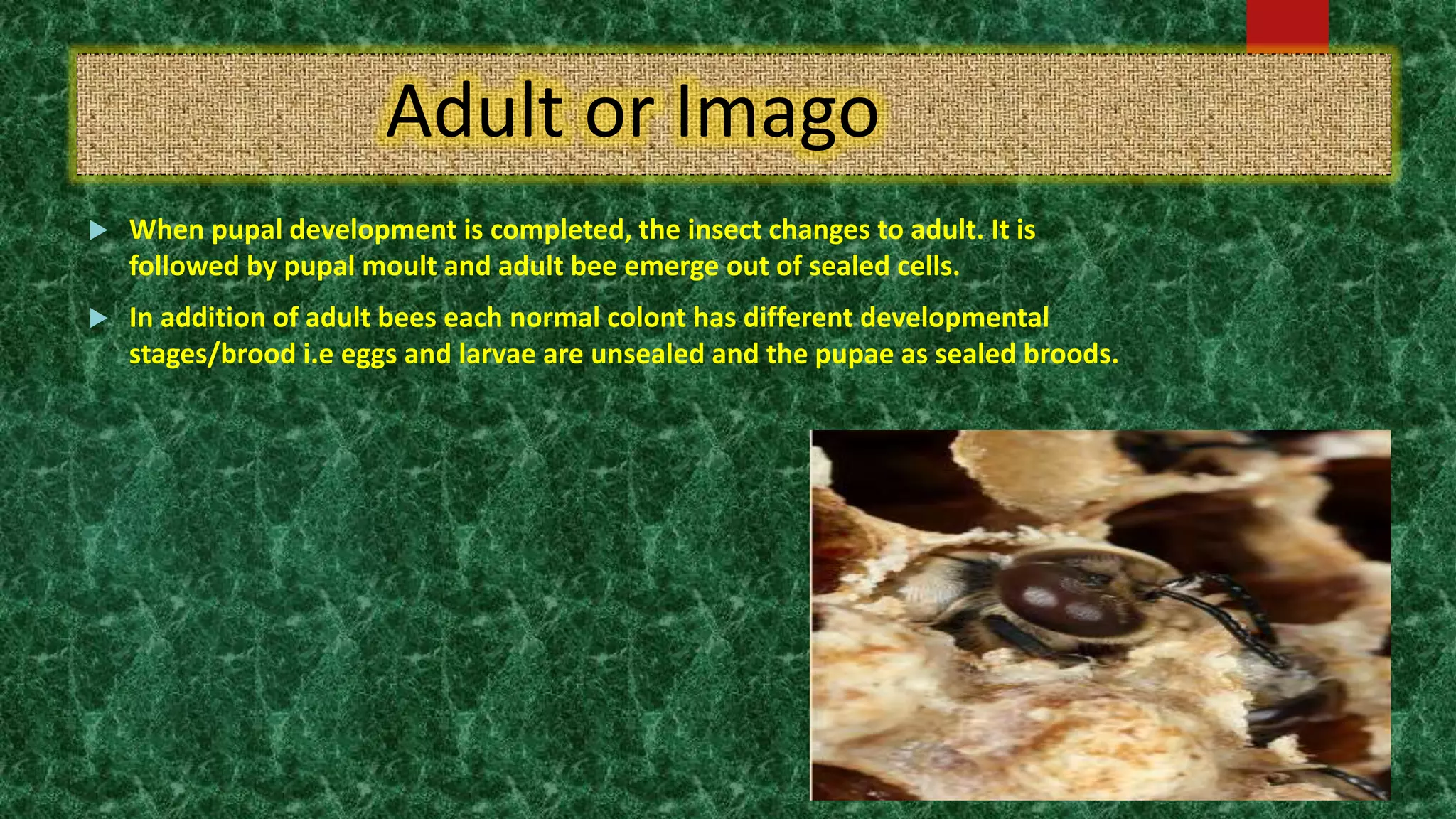 Adult or Imago
 When pupal development is completed, the insect changes to adult. It is
followed by pupal moult and adult bee emerge out of sealed cells.
 In addition of adult bees each normal colont has different developmental
stages/brood i.e eggs and larvae are unsealed and the pupae as sealed broods.
 