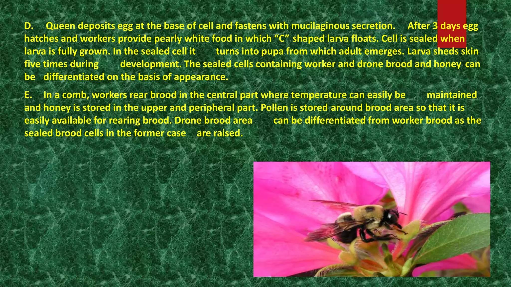 D. Queen deposits egg at the base of cell and fastens with mucilaginous secretion. After 3 days egg
hatches and workers provide pearly white food in which “C” shaped larva floats. Cell is sealed when
larva is fully grown. In the sealed cell it turns into pupa from which adult emerges. Larva sheds skin
five times during development. The sealed cells containing worker and drone brood and honey can
be differentiated on the basis of appearance.
E. In a comb, workers rear brood in the central part where temperature can easily be maintained
and honey is stored in the upper and peripheral part. Pollen is stored around brood area so that it is
easily available for rearing brood. Drone brood area can be differentiated from worker brood as the
sealed brood cells in the former case are raised.
 