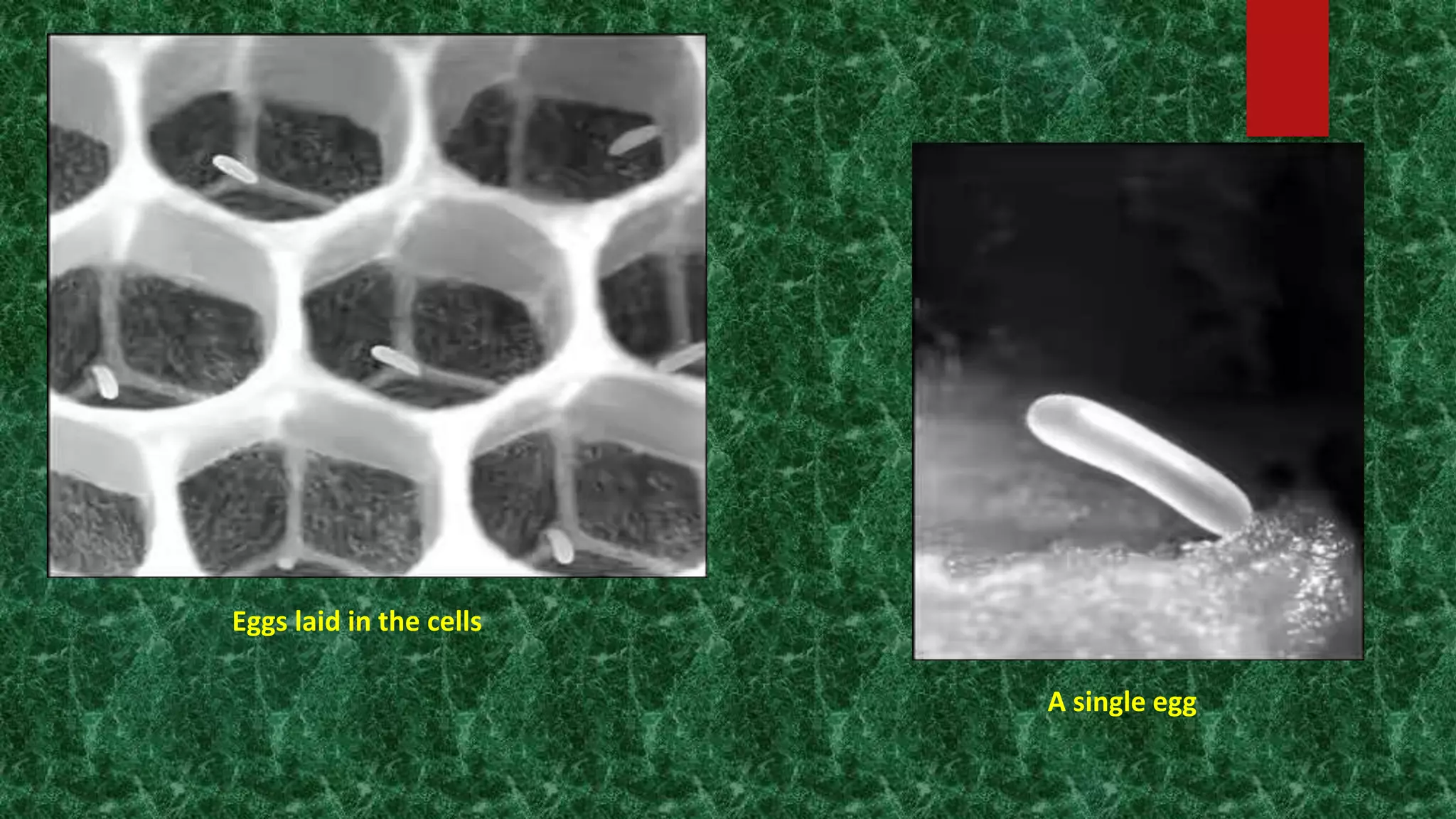 Eggs laid in the cells
A single egg
 
