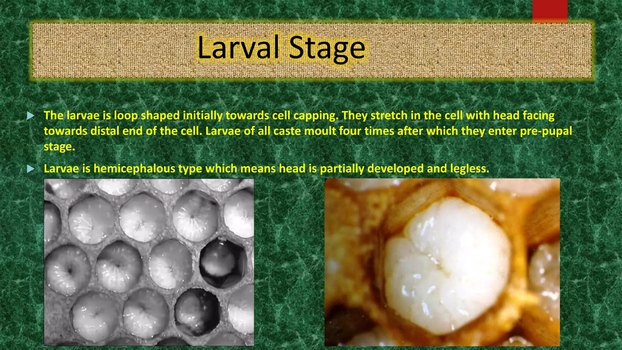 Larval Stage
 The larvae is loop shaped initially towards cell capping. They stretch in the cell with head facing
towards distal end of the cell. Larvae of all caste moult four times after which they enter pre-pupal
stage.
 Larvae is hemicephalous type which means head is partially developed and legless.
 