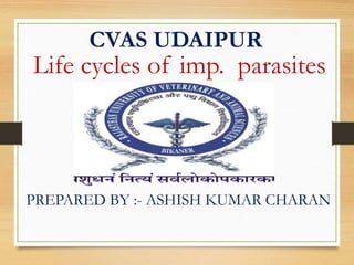 Life cycles of imp. parasites
CVAS UDAIPUR
PREPARED BY :- ASHISH KUMAR CHARAN
 