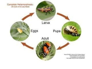 Life cycle of insects.pptx