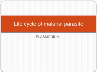 Life cycle of malarial parasite

         PLASMODIUM
 