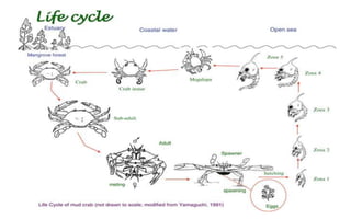 Life cycle of mud crab | PPT