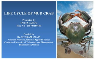LIFE CYCLE OF MUD CRAB
Presented by
IPSITA SAHOO
Reg. No - 200705180160
Guided by
Dr. SITARAM SWAIN
Assistant Professor, School of Applied Sciences
Centurion University of Technology and Management,
Bhubaneswar, Odisha
 