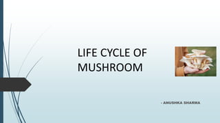 LIFE CYCLE OF
MUSHROOM
- ANUSHKA SHARMA
 