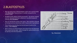 Life Cycle of Obelia , Metamorphosis and stages of development | PPTX