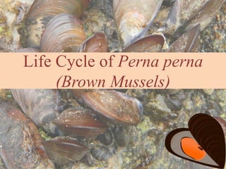 Life Cycle of Perna perna
(Brown Mussels)
1
 