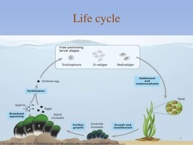 Life cycle of perna perna (brown mussels