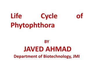 Life Cycle of
Phytophthora
BY
JAVED AHMAD
Department of Biotechnology, JMI
 