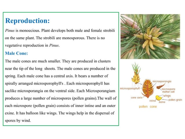 Pinus Cycas Life cycle of pinus | PPTX