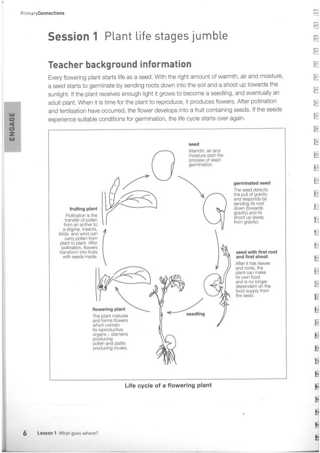 Life Cycle Of Plant