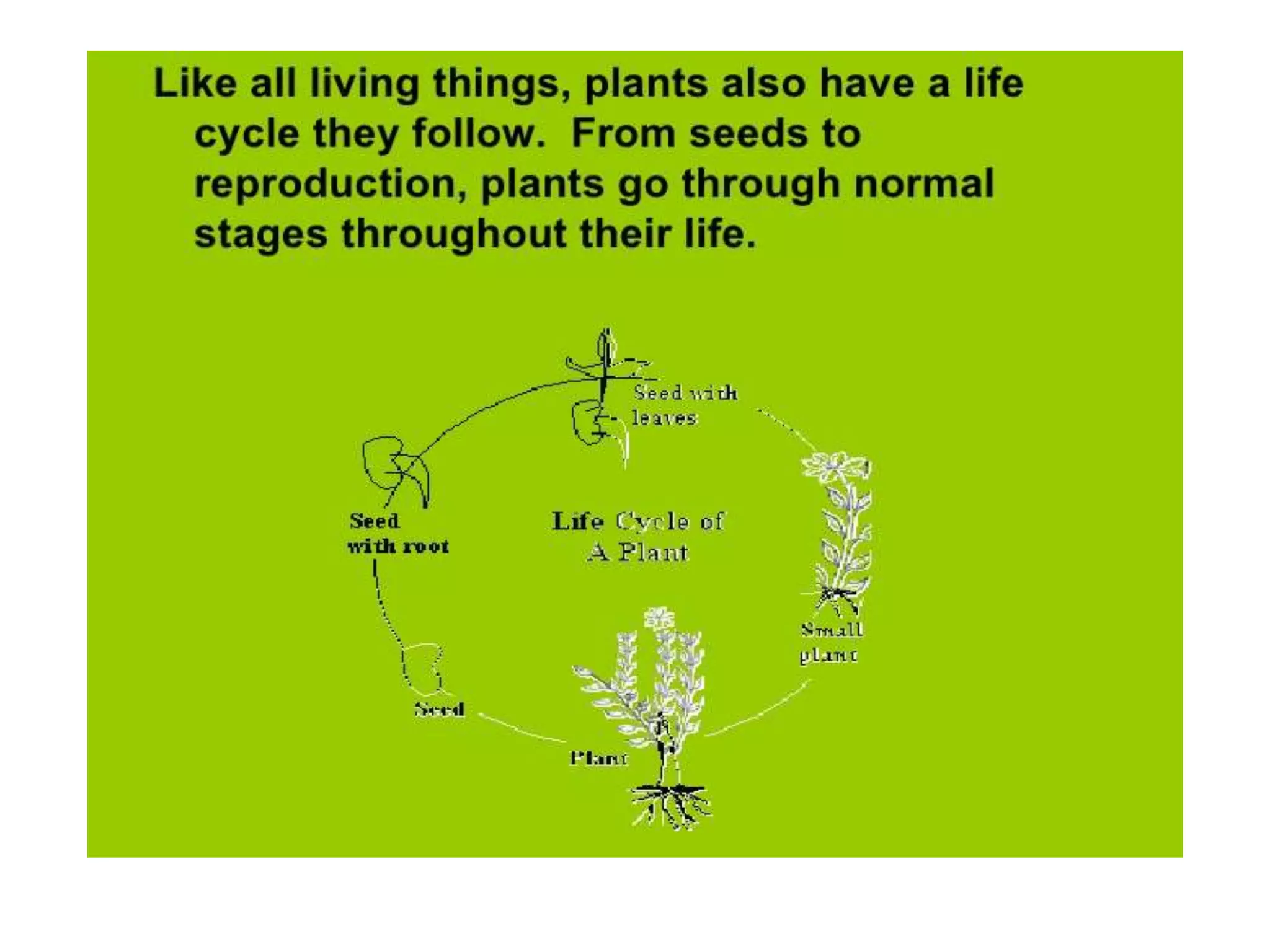 Life cycle of plant By Mr Allah Dad Khan Former DG Agriculture ...