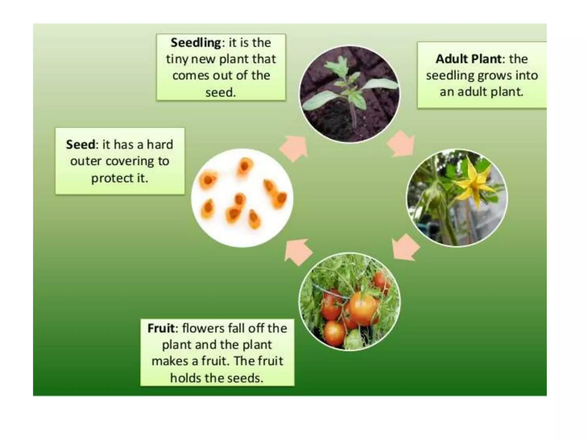 Life cycle of plant By Mr Allah Dad Khan Former DG Agriculture ...