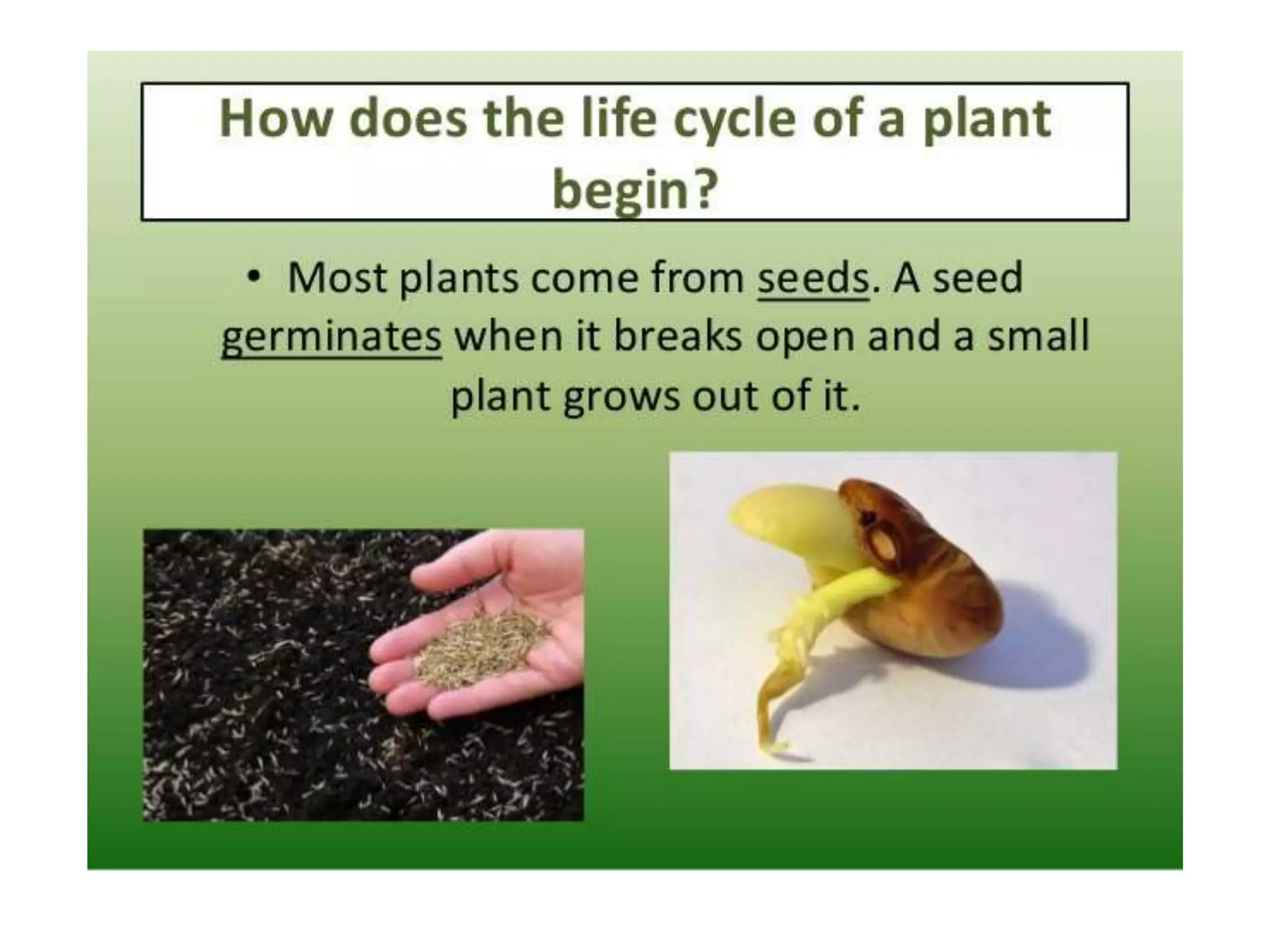 Life cycle of plant By Mr Allah Dad Khan Former DG Agriculture ...