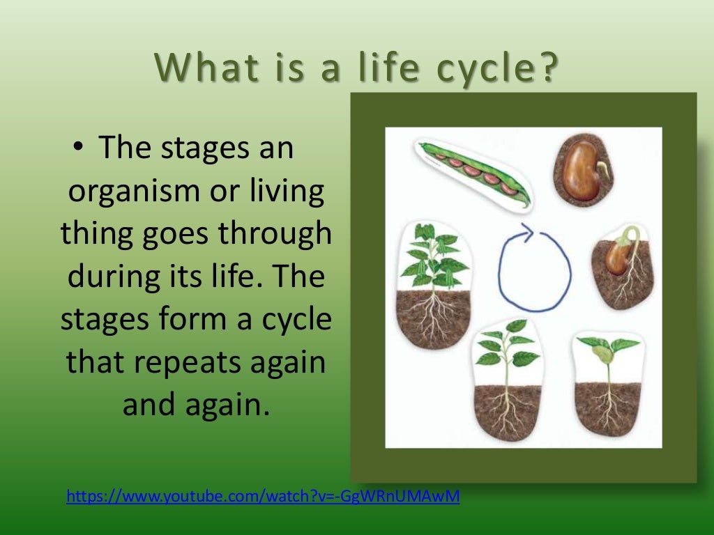 Life cycle of plants