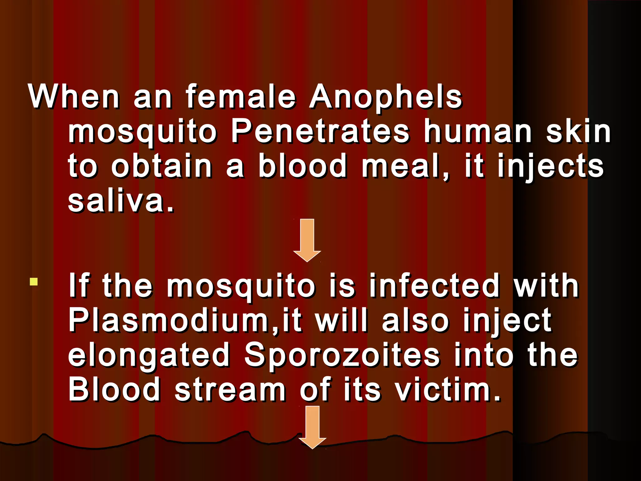 When an female AnophelsWhen an female Anophels
mosquito Penetrates human skinmosquito Penetrates human skin
to obtain a blood meal, it injectsto obtain a blood meal, it injects
saliva.saliva.
 If the mosquito is infected withIf the mosquito is infected with
Plasmodium,it will also injectPlasmodium,it will also inject
elongated Sporozoites into theelongated Sporozoites into the
Blood stream of its victim.Blood stream of its victim.
 