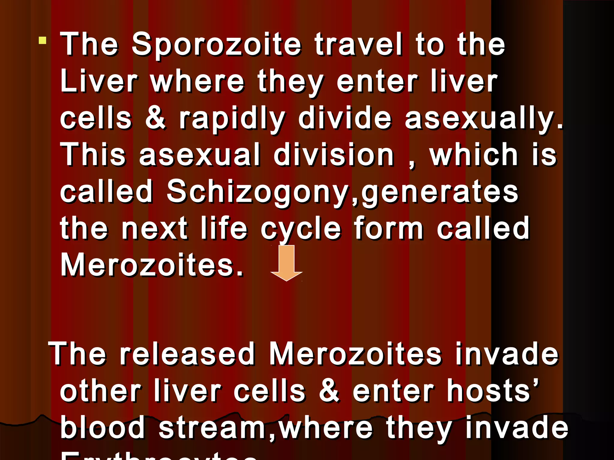  The Sporozoite travel to theThe Sporozoite travel to the
Liver where they enter liverLiver where they enter liver
cells & rapidly divide asexually.cells & rapidly divide asexually.
This asexual division , which isThis asexual division , which is
called Schizogony,generatescalled Schizogony,generates
the next life cycle form calledthe next life cycle form called
Merozoites.Merozoites.
The released Merozoites invadeThe released Merozoites invade
other liver cells & enter hosts’other liver cells & enter hosts’
blood stream,where they invadeblood stream,where they invade
 