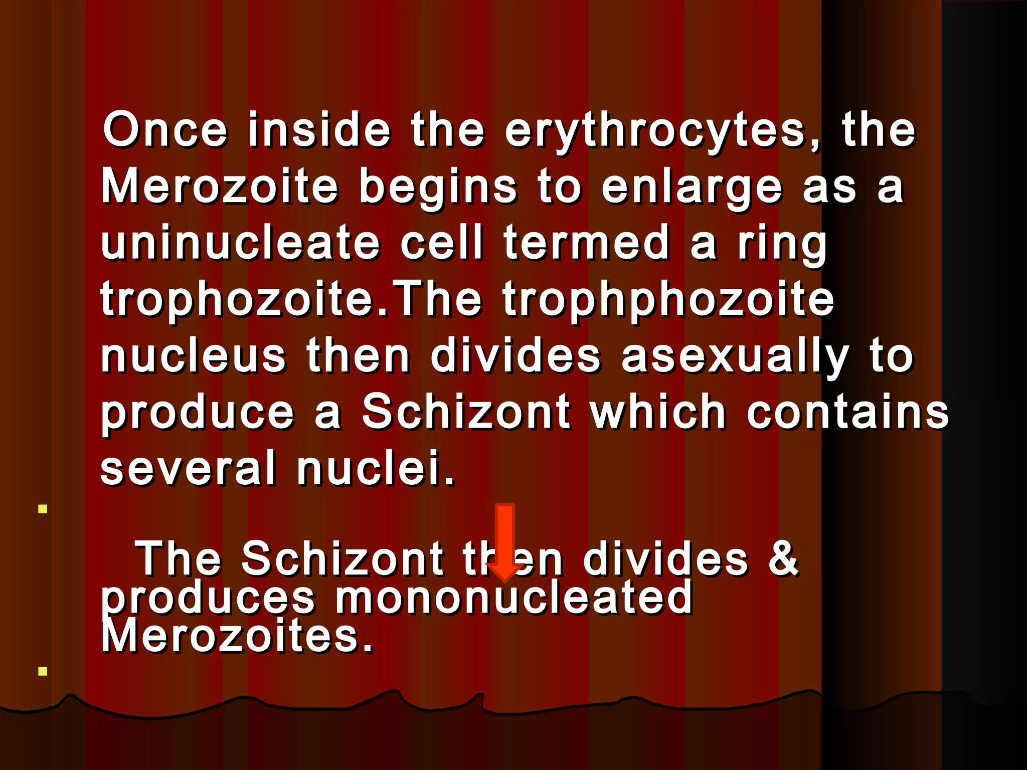 Once inside the erythrocytes, theOnce inside the erythrocytes, the
Merozoite begins to enlarge as aMerozoite begins to enlarge as a
uninucleate cell termed a ringuninucleate cell termed a ring
trophozoite.The trophphozoitetrophozoite.The trophphozoite
nucleus then divides asexually tonucleus then divides asexually to
produce a Schizont which containsproduce a Schizont which contains
several nuclei.several nuclei.

The Schizont then divides &The Schizont then divides &
produces mononucleatedproduces mononucleated
Merozoites.Merozoites.

 