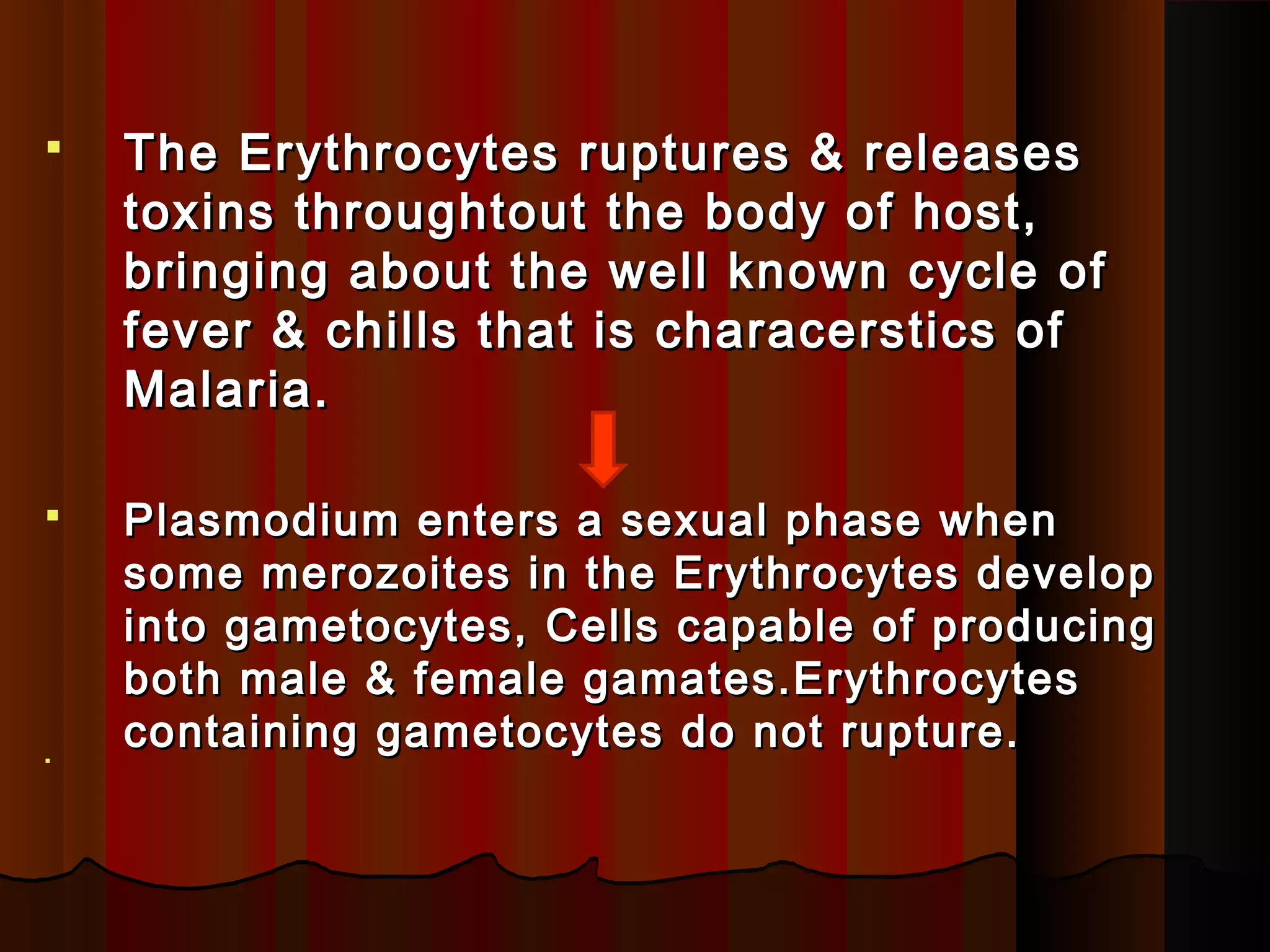  The Erythrocytes ruptures & releasesThe Erythrocytes ruptures & releases
toxins throughtout the body of host,toxins throughtout the body of host,
bringing about the well known cycle ofbringing about the well known cycle of
fever & chills that is characerstics offever & chills that is characerstics of
Malaria.Malaria.
 Plasmodium enters a sexual phase whenPlasmodium enters a sexual phase when
some merozoites in the Erythrocytes developsome merozoites in the Erythrocytes develop
into gametocytes, Cells capable of producinginto gametocytes, Cells capable of producing
both male & female gamates.Erythrocytesboth male & female gamates.Erythrocytes
containing gametocytes do not rupture.containing gametocytes do not rupture.
 