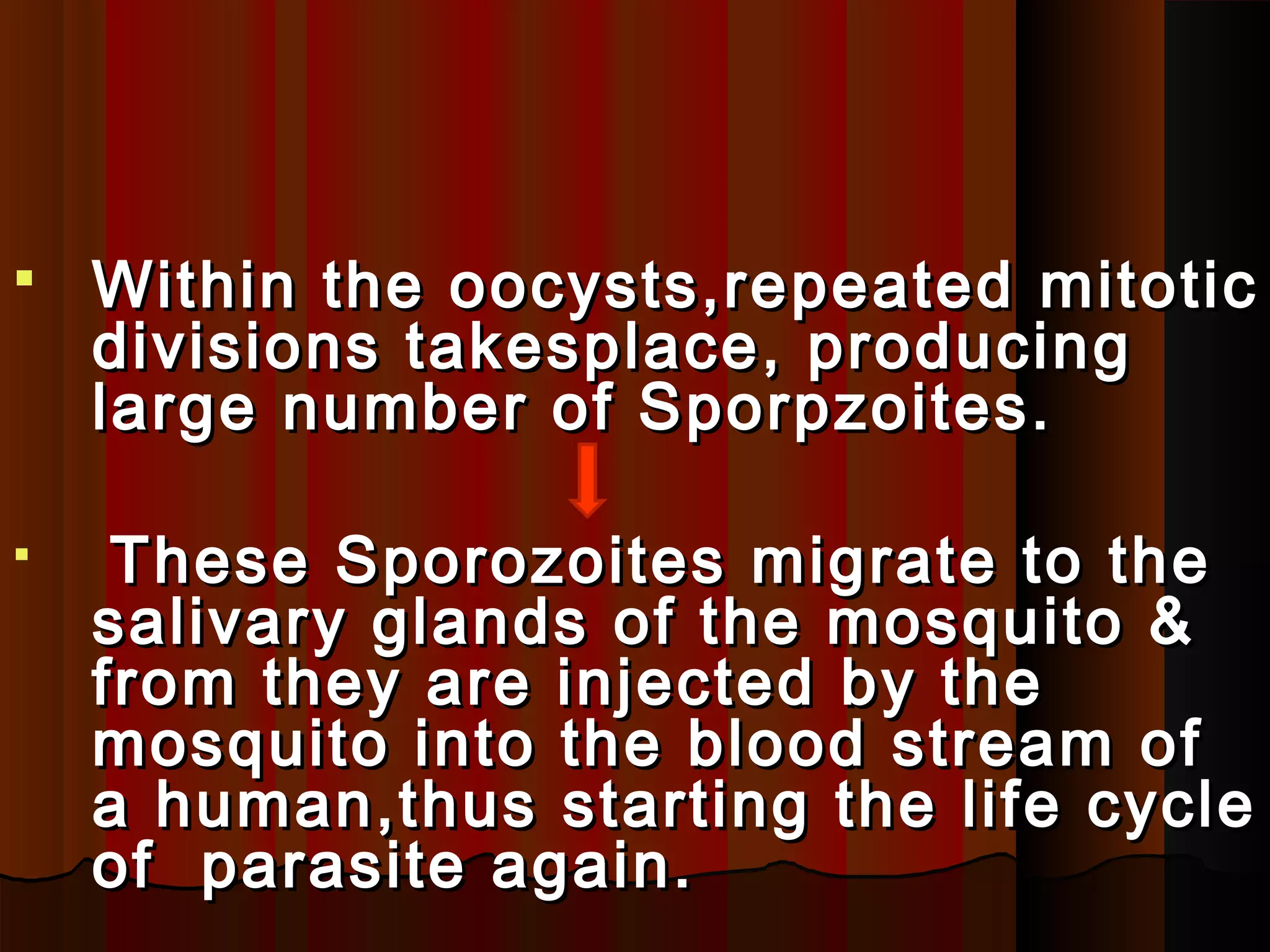  Within the oocysts,repeated mitoticWithin the oocysts,repeated mitotic
divisions takesplace, producingdivisions takesplace, producing
large number of Sporpzoites.large number of Sporpzoites.
 These Sporozoites migrate to theThese Sporozoites migrate to the
salivary glands of the mosquito &salivary glands of the mosquito &
from they are injected by thefrom they are injected by the
mosquito into the blood stream ofmosquito into the blood stream of
a human,thus starting the life cyclea human,thus starting the life cycle
of parasite again.of parasite again.
 