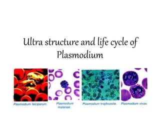 Ultra structure and life cycle of
Plasmodium
 